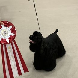 Rhetta - Cocker Spaniel