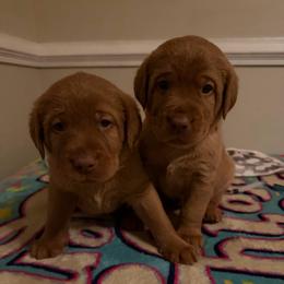 Hawthorn - Yellow male Labrador Retriever puppy in North Chesterfield, Virginia from Lake Crystal Farms Labradors