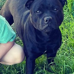 Staffordshire Bull Terriers from Lisa's Staffordshire Bull Terriers