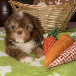 Puppy 2 - Chocolate and tan male Shih Tzu puppy in Downey, California from Cali shih tzu
