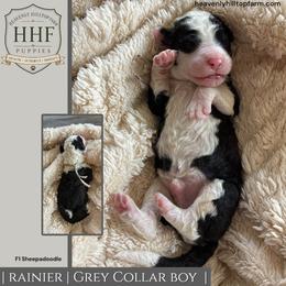 RAINIER - Black and white male Sheepadoodle puppy in Charlo, Montana from Heavenly Hilltop Farm