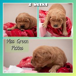 Pickles - Dark golden female Golden Retriever puppy in Driggs, Idaho from SK Golden Retrievers