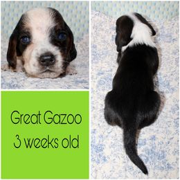Boy 3 - Basset Hound puppy in Texas from Basset Hounds of Jacksboro, Tx