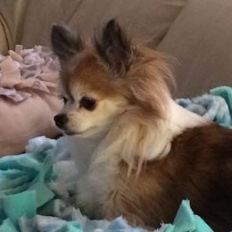 Chihuahuas from Chambray