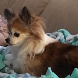Chihuahuas from Chambray