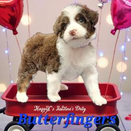 Butterfingers - Brown and white male Aussiedoodle puppy in Boonville, North Carolina from Branch Creek kennels
