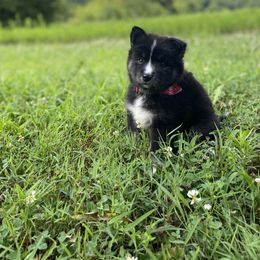 Pomsky Puppies from Gemstone Pomskies