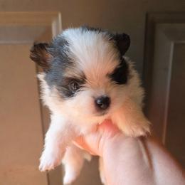 Riviera pup 1 - Tri-colored male Pomeranian puppy in Carrollton, Georgia from B AND R'S POMERANIAN'S