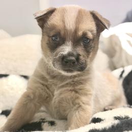 Hereford - Red speckled male Australian Cattle Dog puppy in Pierpont, Ohio from Spotted Ewe ACDs