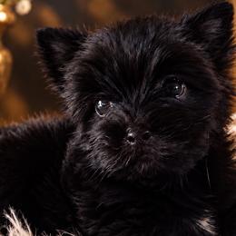 Russian Salon Dogs and Yorkshire Terriers from Hunting Hills Petit Luxe Babydolls