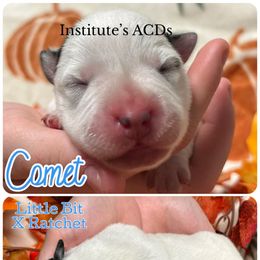 Comet - Blue male Australian Cattle Dog puppy in Hiddenite, North Carolina from Institute Australian Cattle Dogs