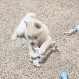 Girl light pink - Cream female Schipperke puppy in Wagoner, Oklahoma from Melissa Davis