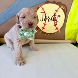 Jordy - Apricot female Labradoodle puppy in Adams, Nebraska from Boxcar Doodles and Poodles