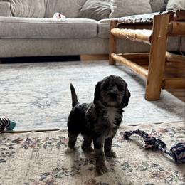 Navi - Merle female Bernedoodle puppy in Constableville, New York from Zehr’s Labradoodles & Bernedoodles