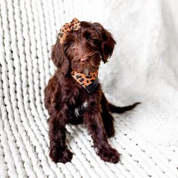 Ember - Chocolate female Goldendoodle puppy in Springville, Utah from Happy Doodle