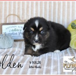 Holden - Black tri male Miniature Australian Shepherd puppy in Madisonville, Texas from Flying LL Aussies