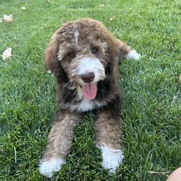 Aussiedoodle Puppies from Salt Creek Doodles