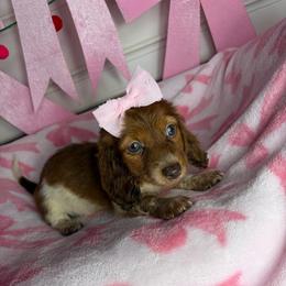 Susie - Piebald female Dachshund puppy in Lake City, Florida from My Ditzy Doxies of Florida