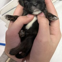 Leopold-Leo - Red and white male Shih Tzu puppy in Ross County, Ohio from Ashville Shih Tzu Chalet