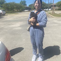 Cocker Spaniel Puppies from Huntcrest Cockers