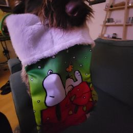 Wirehaired Pointing Griffon Puppies from Saint Barbara's Wirehaired Pointing Griffons