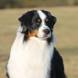 Chico - Australian Shepherd