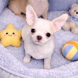 Cosmo - Cream and white male Chihuahua puppy in Bucks County, Pennsylvania from Sweet Bean Chihuahuas