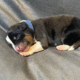 Tucker - Blue merle male Miniature Australian Shepherd puppy in Artesia, New Mexico from Rocking Aussies
