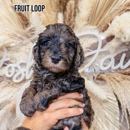 Fruit Loops - Merle female Goldendoodle puppy in Pearland, Texas from Posh Paws Puppies