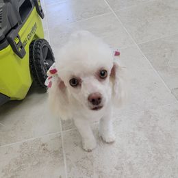 Ace - Poodle