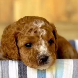 Cavapoos, Goldendoodles, and Poodles from Picture Perfect Doodles