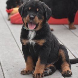 Boy 3 - male Rottweiler puppy in Catawissa, Pennsylvania from Sharp Ridge Rottweilers