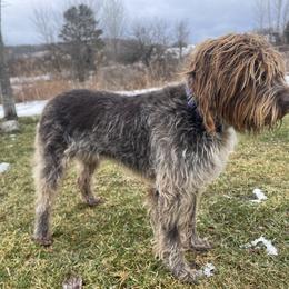 Wirehaired Pointing Griffon All Grown Up from Adaras Rhelm