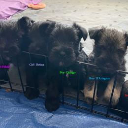 Miniature Schnauzer Puppies from BirBrie's Babies