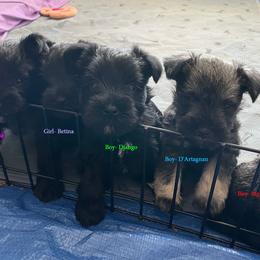 Miniature Schnauzer Puppies from BirBrie's Babies