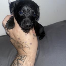Dachshund Puppies from Doxie Dreams