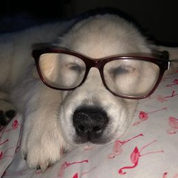 Golden Retriever Puppies from Kansas Prairie Pups
