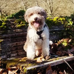 Arlo - Lagotto Romagnolo