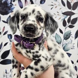 Easy Bake Oven - White and black female Dalmatian puppy in Gray, Georgia from Fuller Spots