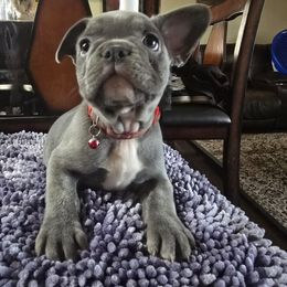 Woody - Blue male French Bulldog puppy in Avondale, Arizona from Montes House of  Frenchies