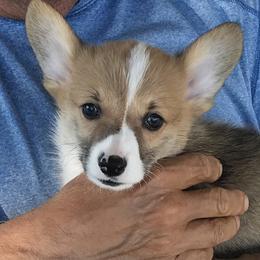 Oly - Fawn male Pembroke Welsh Corgi puppy in Indian Valley, Idaho from Indian Valley Corgies
