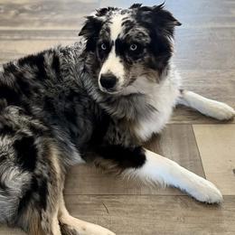 IZZY - Australian Shepherd