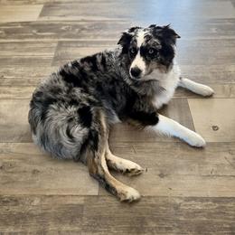 IZZY - Australian Shepherd