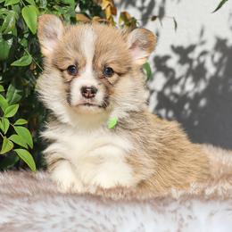 Lime green - Sable male Pembroke Welsh Corgi puppy in Caliente, California from Rafter Cross 7