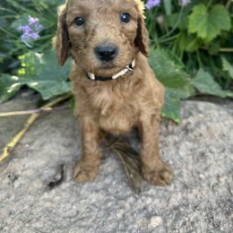White Collar Girl - Red  female Goldendoodle puppy in Escalon, California from Silveira’s Golden Doodles