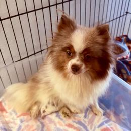 Ivy - Pomeranian
