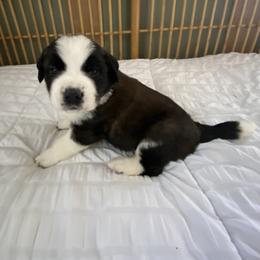 Lime green collar male - Mahogany and white male Saint Bernard puppy in Albany, Georgia from Magnolia Saint Bernards