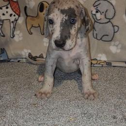 Porsche - Merle female Great Dane puppy in Walker, Louisiana from La Rebel Danes