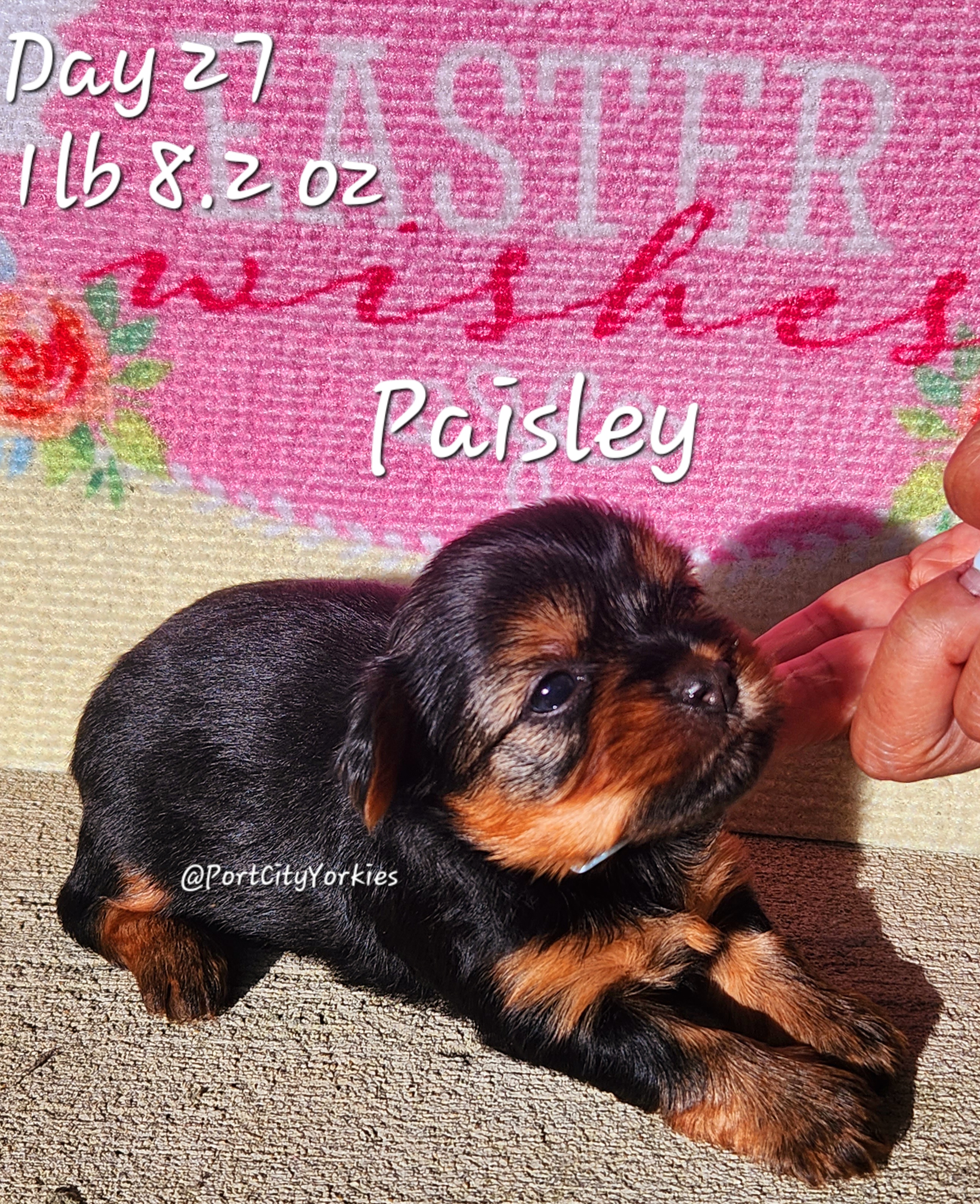 Yorkshire Terrier Puppies from Port City Yorkies LLC