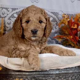 Eggnog - Red  female Goldendoodle puppy in Boise, Idaho from Goldendoodle Baby